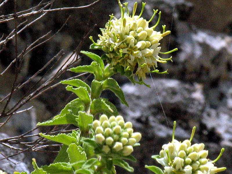 Campanula petraea L. / Campanula del monte Baldo